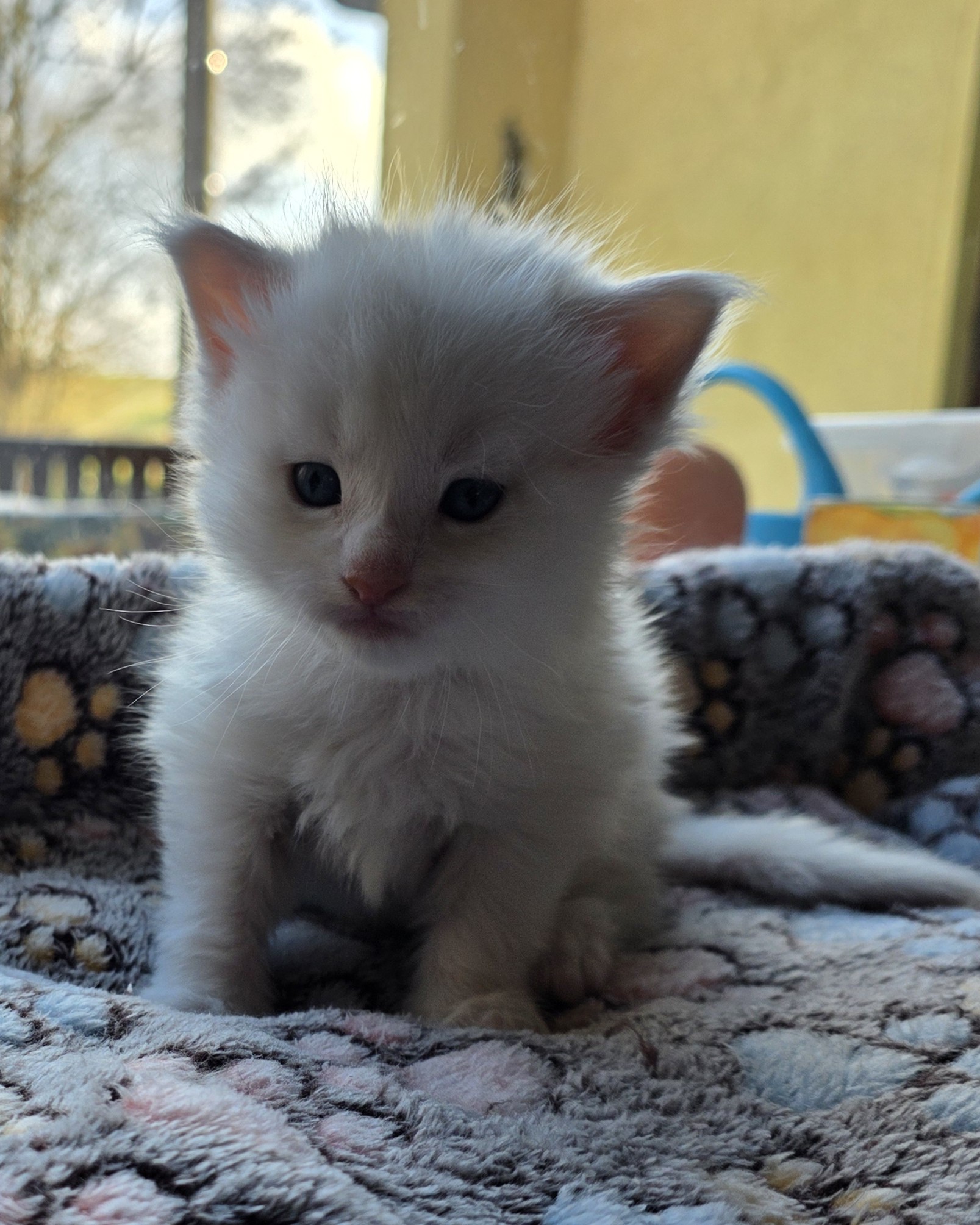 [Freya]